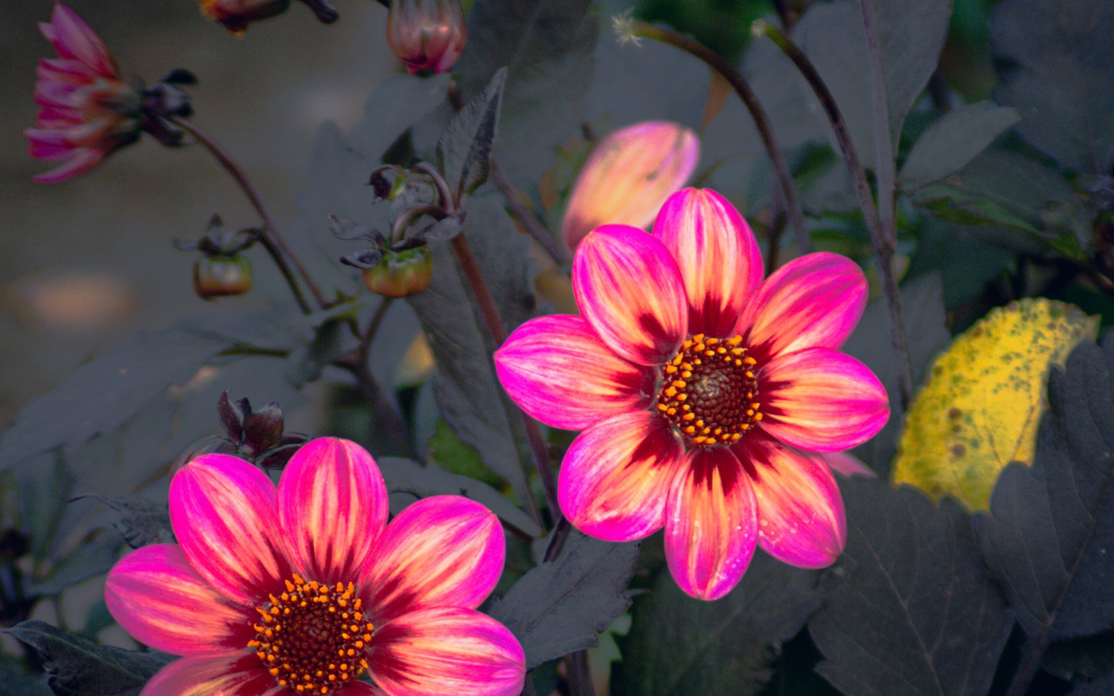 Flower blossoms